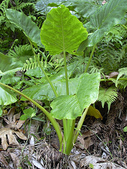 250px-Starr_030807-0106_Alocasia_macrorrhizos.jpg