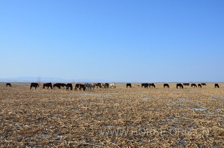 每年都有长达300公里上夏草场的路