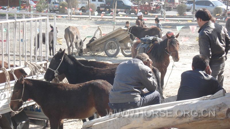焉耆县买马的 一些小马驹。