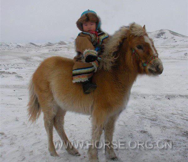 The Baby on Mongolian Horse.jpg