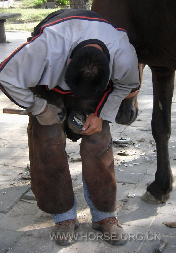 cold shoeing (7).jpg