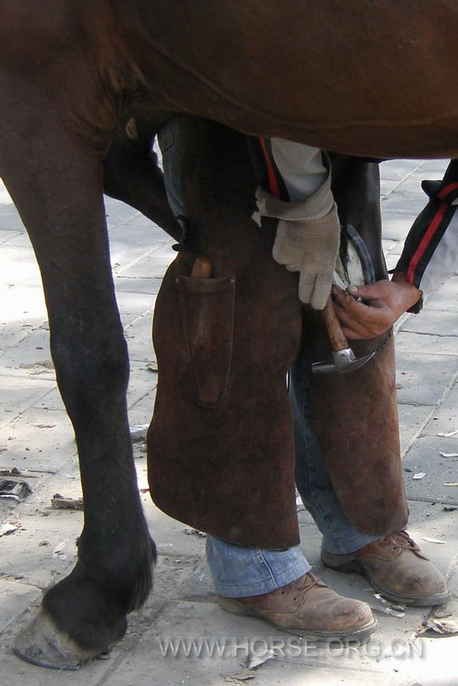 cold shoeing (10).jpg