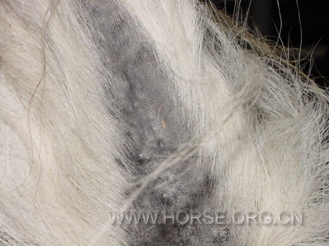 Grey_horse_melanoma_2.jpg