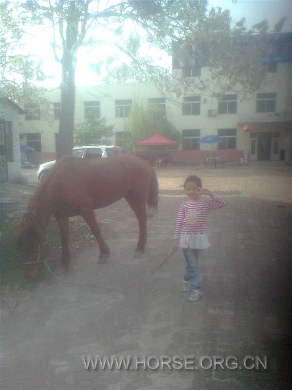 女儿遛马
