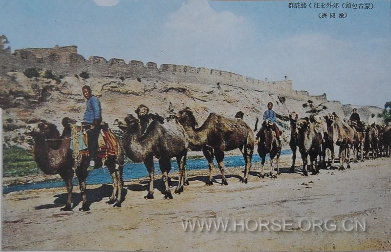 沿着古城墙行进的骆驼群（包头郊外）_调整大小.jpg