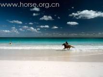 在最美的海滩上骑马