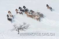 雪原上奔驰的骏马